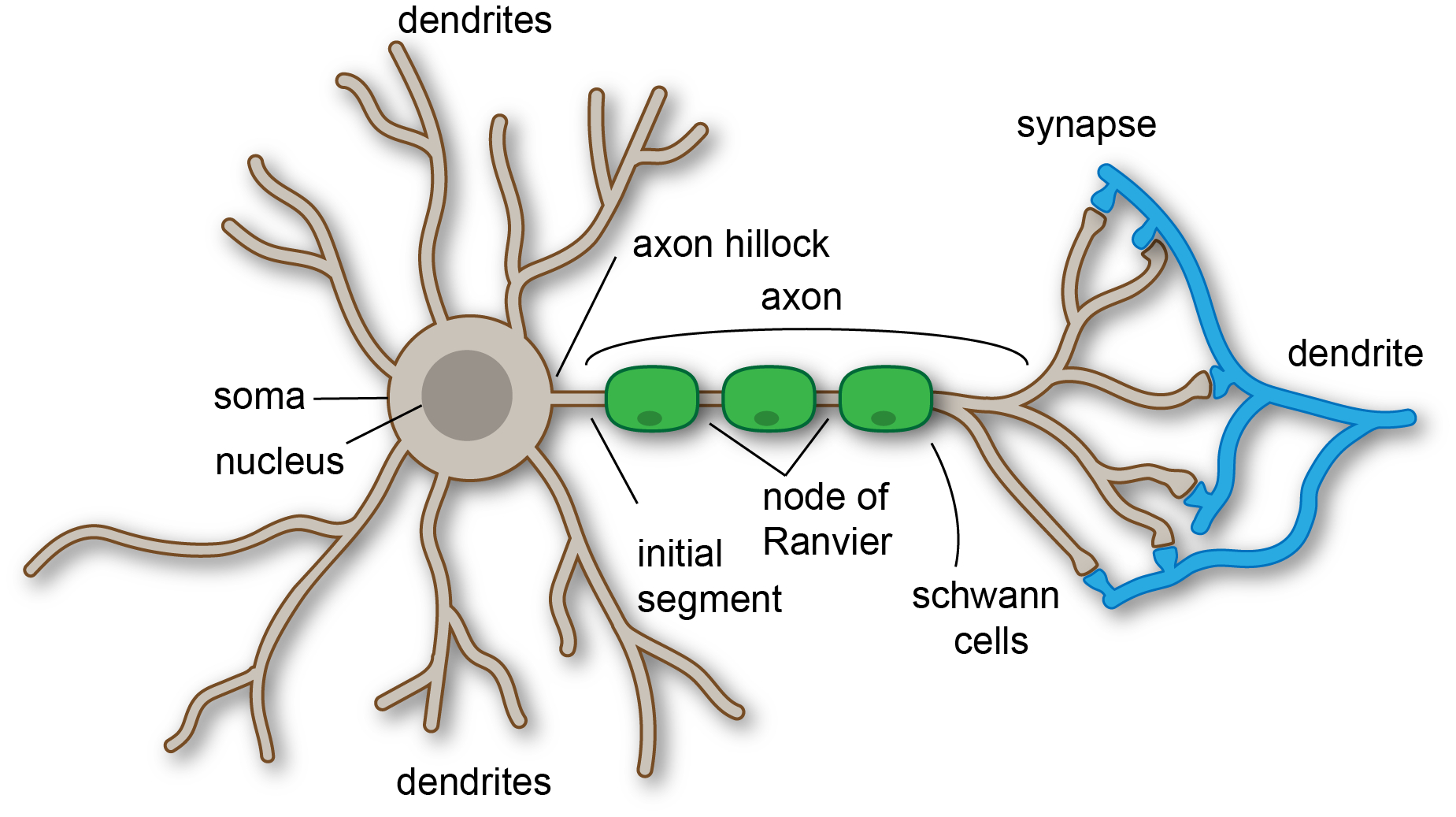 Diagram of a biological neuron showing dendrites, soma (cell body), axon hillock, axon covered in Schwann cells, and synaptic terminals.