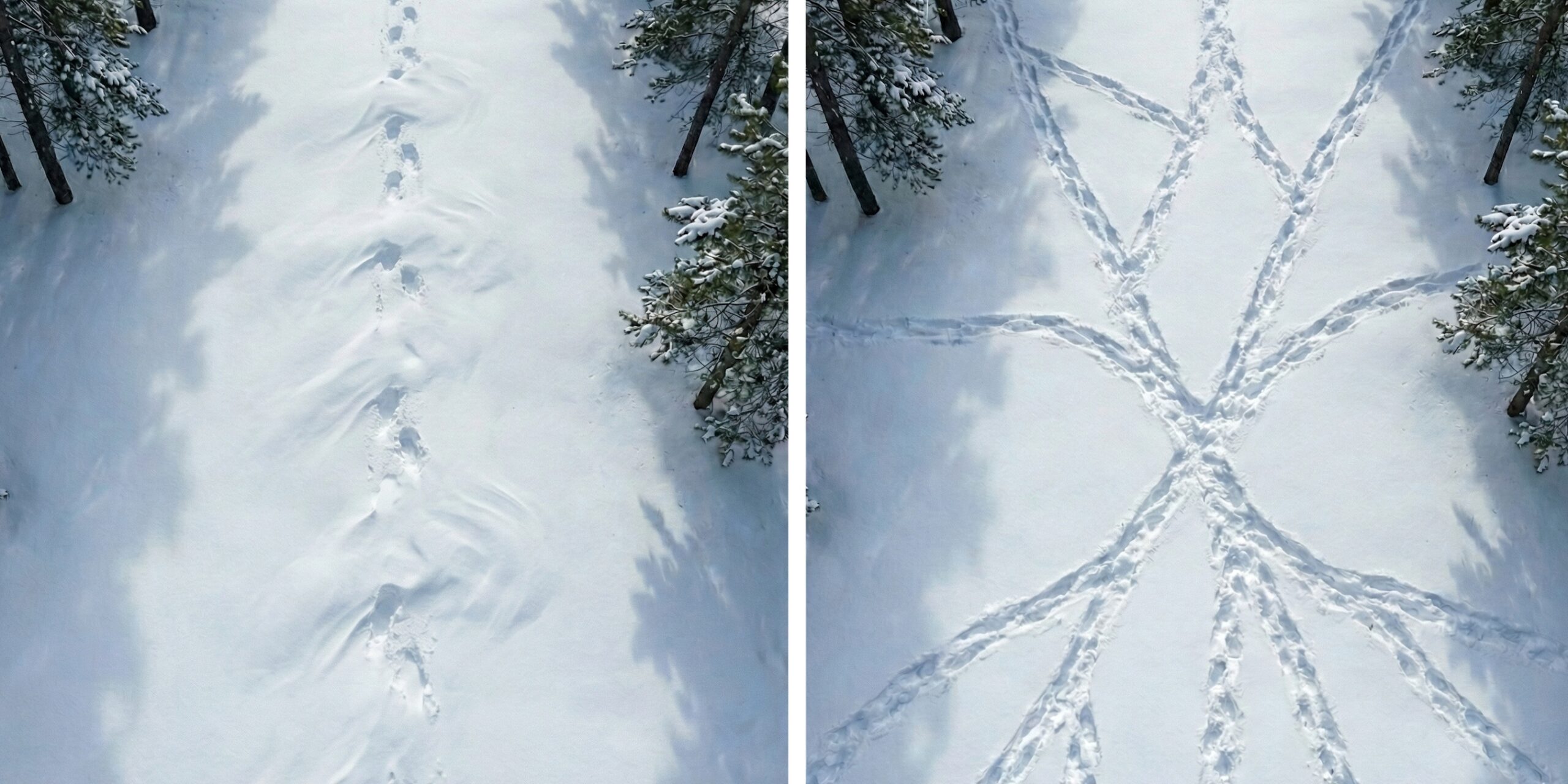 Split image comparing two snowy forest scenes from above: left side shows a single trail of footprints with failed cover-up attempts, right side shows footprints branching in every direction from a central point