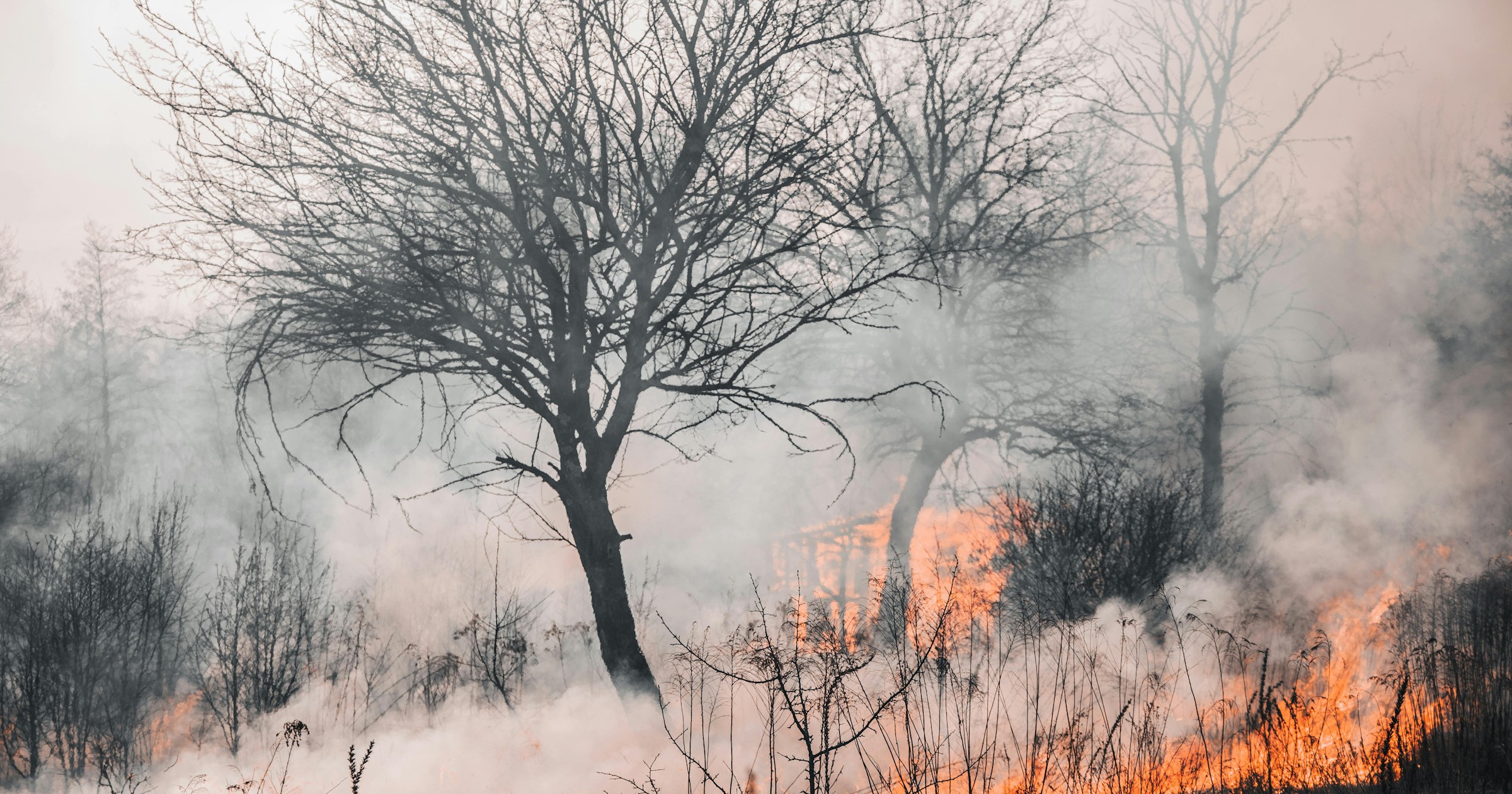 Bare trees silhouetted against smoke and flames from a wildfire, grey sky above